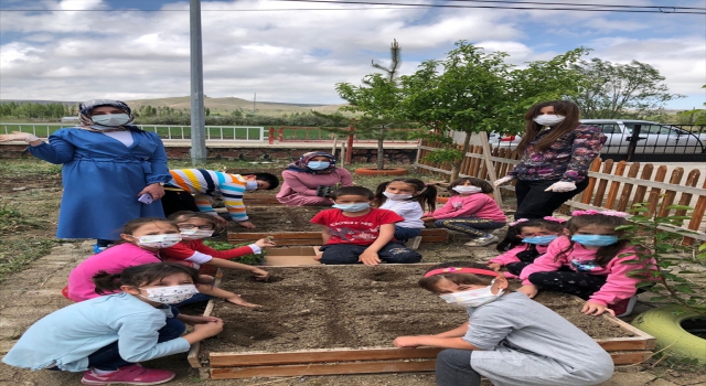 Ulaş’ta minik eller sebze fidelerini toprakla buluşturdu