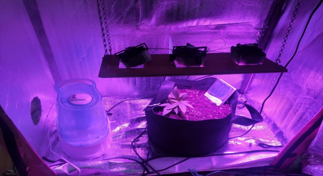 Eskişehir’de yasa dışı Hint keneviri yetiştirdiği iddia edilen 6 şüpheli gözaltına alındı