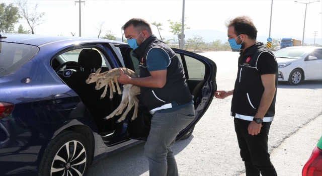 Konya’da uyuşturucu operasyonu kapsamında durdurulan otomobilde iki ceylan yavrusu bulundu
