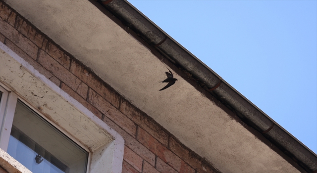 Nevşehir’de kanatları ipe dolanarak mahsur kalan ebabili itfaiye ekipleri kurtardı