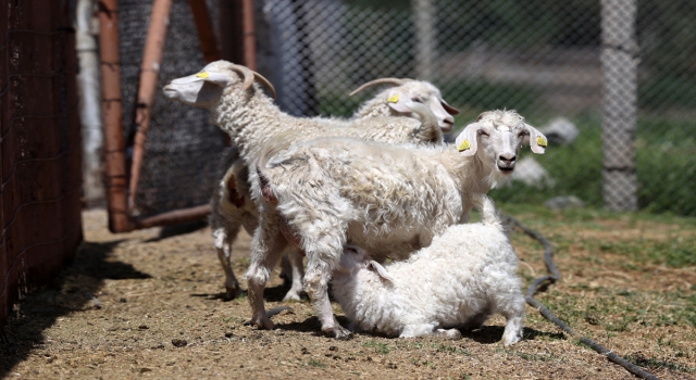 Tiftik keçisinin gen kaynağını koruyan işletmede, oğlaklar anneleriyle buluştu