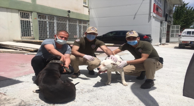 Eskişehir’de bir iş yerinden köpek çaldıkları iddia edilen 3 şüpheli yakalandı