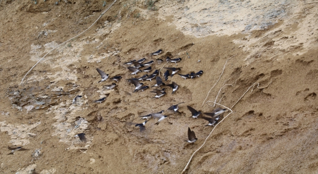 Yozgat’ta kırlangıç kuşlarının yuva yapma telaşı