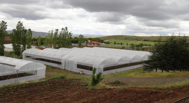 Terasında hobi olarak başladığı sebze yetiştiriciliğinde organik sertifikalı üretici oldu