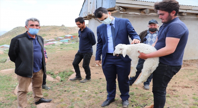 Suşehri’nde projeden faydalanan besiciye 100 koyun verildi