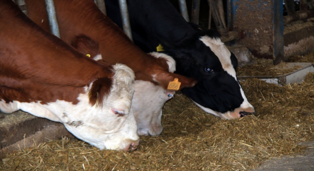 Şarkışla’da etçil ve kombine ırkların ilk tohumlaması yapıldı