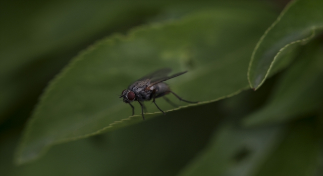Doğaseverler ODTÜ’de bitki ve hayvan türlerini kayıt altına aldı