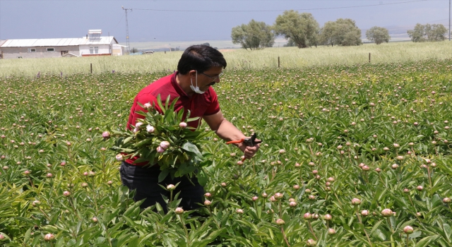 Bozkıra uyum sağlayan şakayık çiçekleri üreticisinin yüzünü güldürüyor