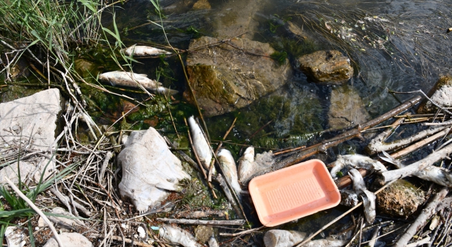 Kızılırmak’ta balık ölümleri görülmesi üzerine inceleme başlatıldı