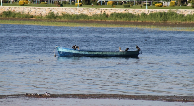 Beyşehir Gölü kıyıları, yaz mevsiminin ilk günlerinde adeta kuş cennetine döndü