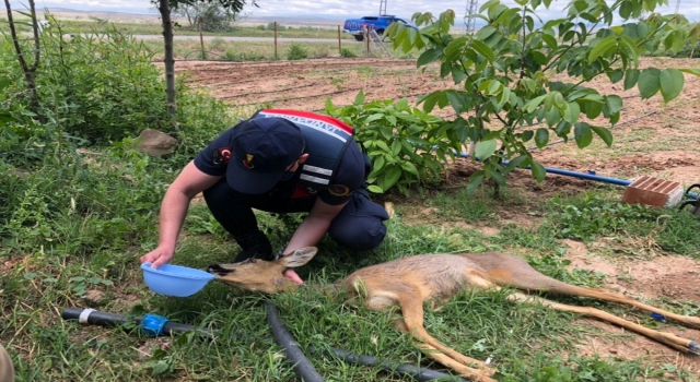 Çankırı’da yaralı halde bulunan karaca tedavisinin ardından salıverildi
