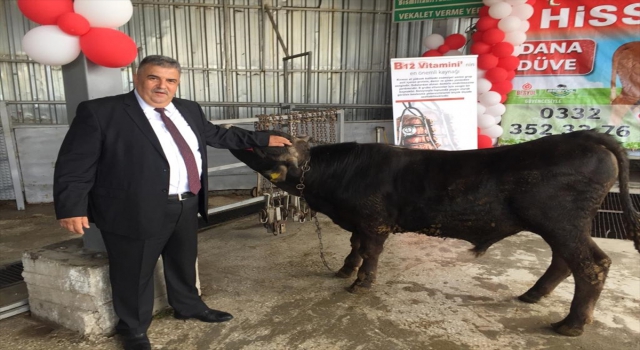 Konya’da kurbanlık hayvanların canlı kilogram fiyatları belirlendi