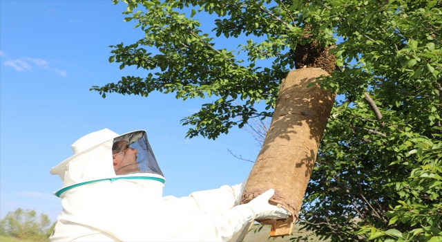 Sivas Valisi Ayhan, oğul veren arı kolonisini sepet kovana aktardı