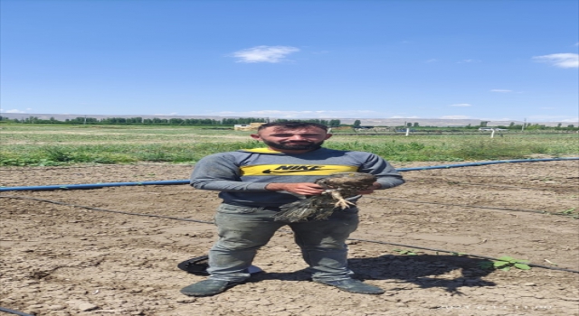 Kayseri’de yaralı arı şahini tedavi altına alındı