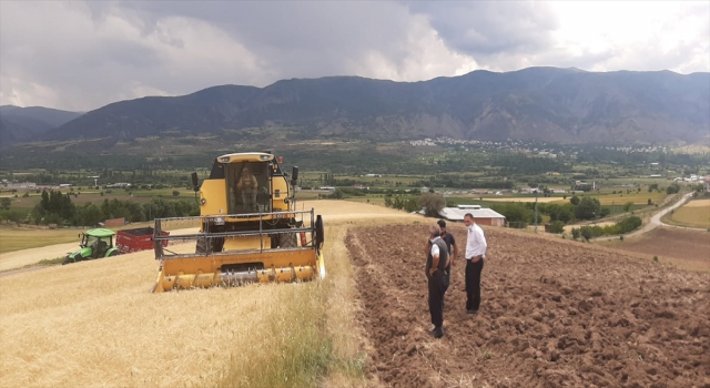 Sivas’ta erkenci ”emon” cinsi arpanın hasadına başlandı