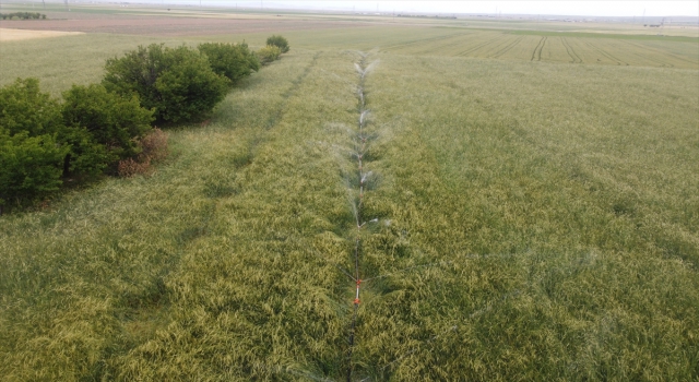 Obruk oluşumuna karşı havza bazlı ve az su tüketen ürün yetiştirilmesi tavsiyesi