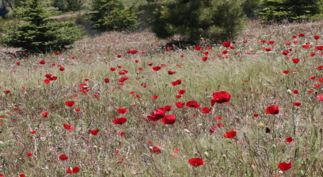 Yozgat’ta doğa çiçeklerle renklendi