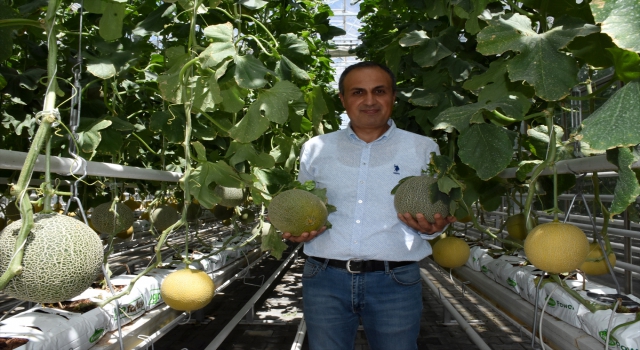 Kırşehir’de jeotermal serada üretimi denenen kavunda başarılı sonuç alındı