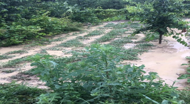 Nallıhan’da sağanak ve dolu, bazı ekili arazilerde zarara yol açtı