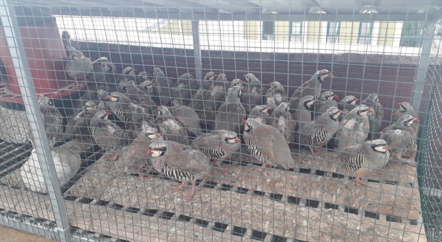 Konya’da izinsiz keklik bulunduran kişiye 61 bin 390 lira ceza