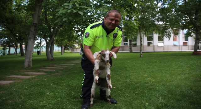 Eskişehir’de polis, sahipsiz oğlağı koruma altına aldı