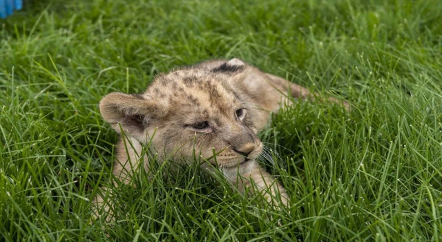 Kayseri Hayvanat Bahçesinde yeni doğumların sevinci yaşanıyor