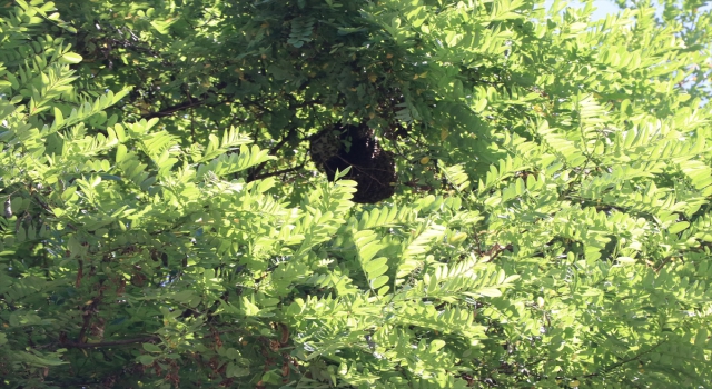 Oğul veren arı kolonisi, caddedeki ağaçtan kovana alındı