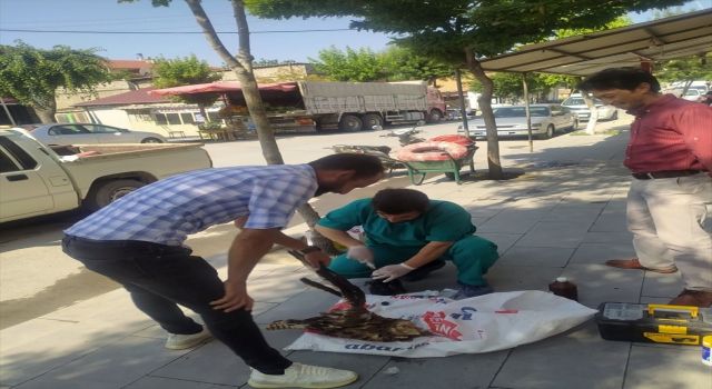 Karapınar’da yaralı bulunan şahin tedavi altına alındı