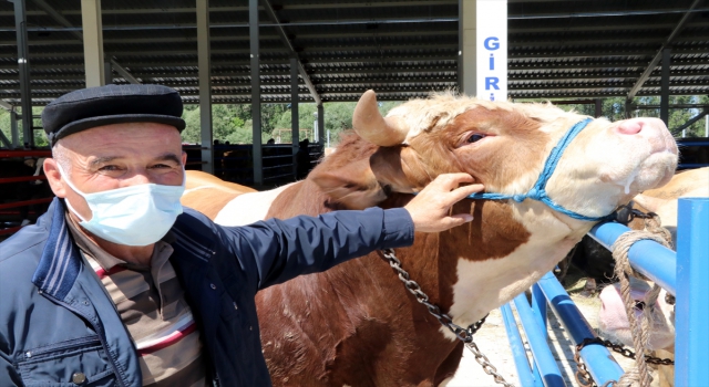 Çankırı’da 1 tonluk kurbanlık ”Paşa” 26 bin liradan satışa sunuldu