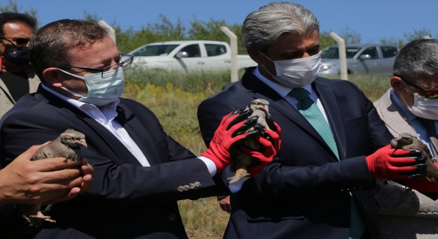 Yozgat’ta 250 kınalı keklik doğaya salındı