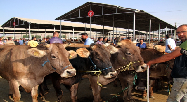 Türkiye’nin ”en büyük” canlı hayvan pazarının bulunduğu Sarkışla’da Kurban Bayramı öncesi yoğunluk yaşanıyor