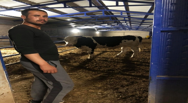 Konya’da boğanın saldırısına uğrayan çoban yaralandı