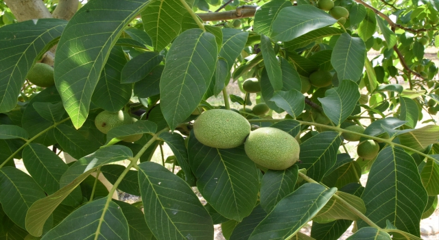 Ceviz deposu Kırşehir’de yüksek rekolte bekleniyor