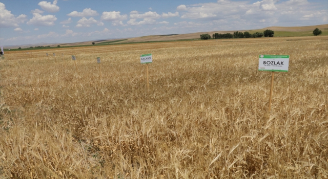 Yozgatlı çiftçilere yerli tohumla üretilen 19 çeşit buğday ile 14 çeşit arpa tanıtıldı