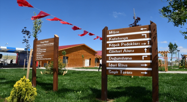Bakan Varank, Sivas kangal köpeğinin ırkını koruyacak merkezin açılışını yaptı