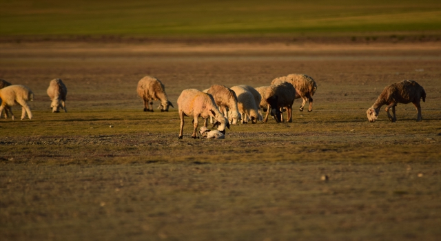 İkinci kuzu doğumunun başladığı Konya’da, yavrularken zorlanan koyunun yardımına çoban yetişti