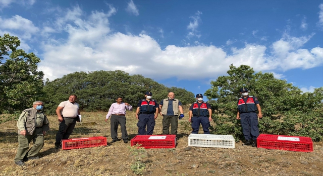 Kırıkkale’de 250 kınalı keklik doğaya salındı