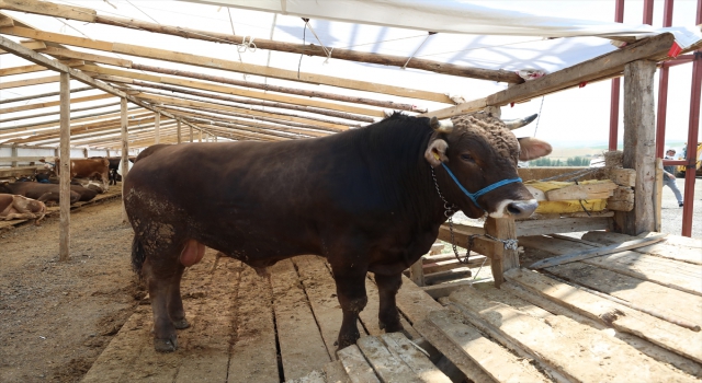 Ankara’da 1,5 tonluk ”Paşa” adlı dana alıcısını bekliyor