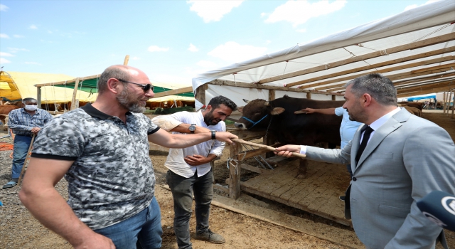Ankara’daki 1,5 tonluk kurbanlık ”Paşa”, Pursaklar Belediye Başkanı tarafından 29 bin liraya alındı