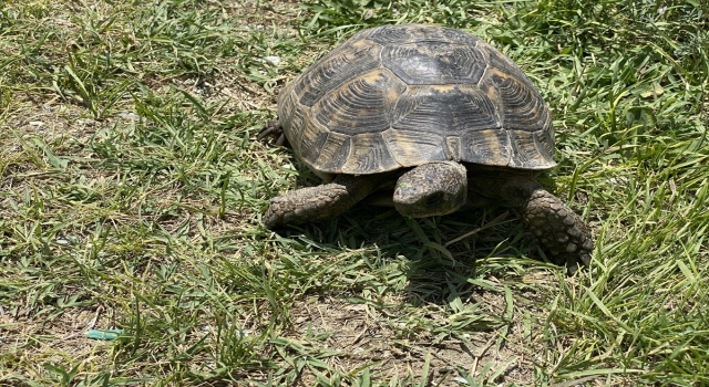 Niğde’de kaplumbağa, hortumdan sızan suyla serinledi