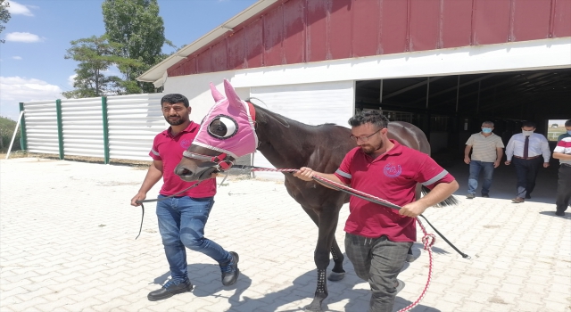 Türkiye’nin ”şampiyon atları” Ereğli’de yetişiyor
