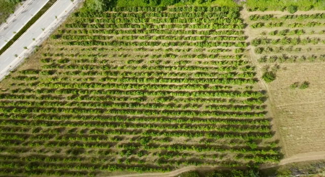 Halka açık üniversite çiftliğindeki meyveleri ziyaretçiler hasat ediyor