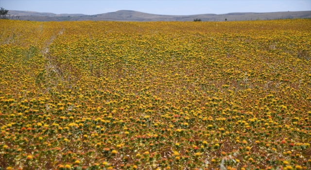 Kayseri’de aspir ekim alanı yüzde 500 arttı