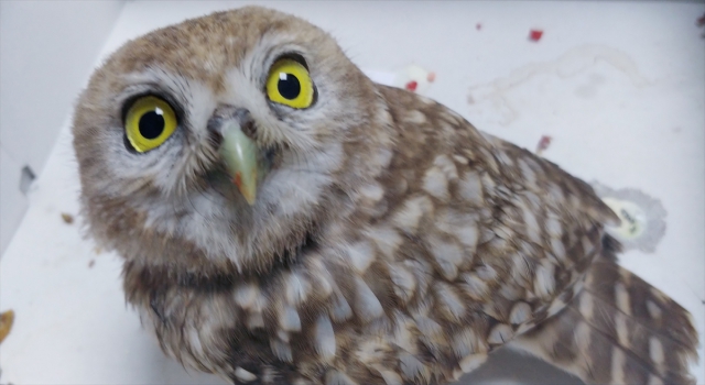 Kayseri’de yaralı bulunan 2 baykuş yavrusu tedavi altına alındı