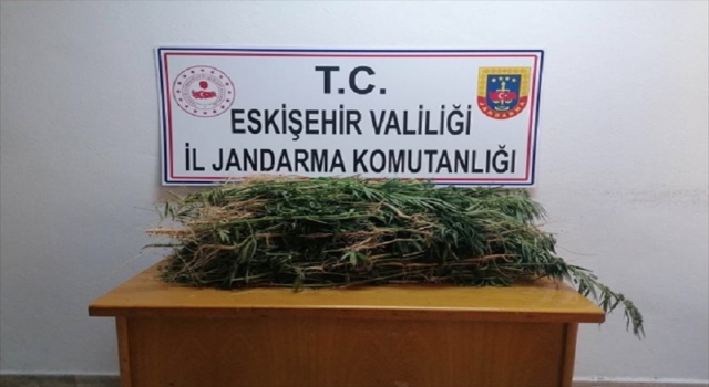 Eskişehir’de drone destekli uyuşturucu operasyonunda 2 bin kök Hint keneviri ele geçirildi