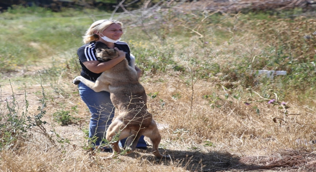 Eskişehir’de sokak hayvanlarını beslediği sırada darbedildiğini öne süren kadın, hayvanları yalnız bırakmıyor