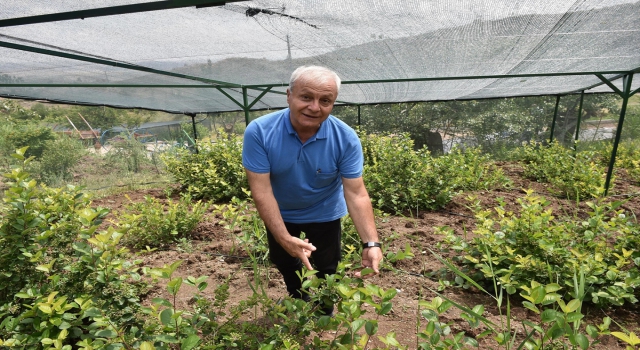 Ankara Büyükşehir Belediyesinden aronia meyvesi üreticisine teknik destek