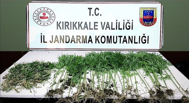 Kırıkkale’de tarlada Hint keneviri ele geçirildi