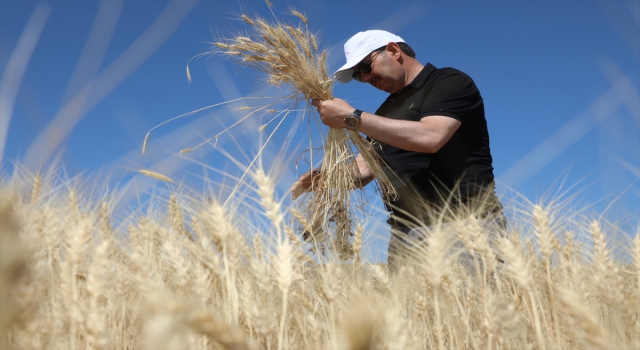 Sivas Valisi Ayhan, biçerdöverle buğday hasadı yaptı