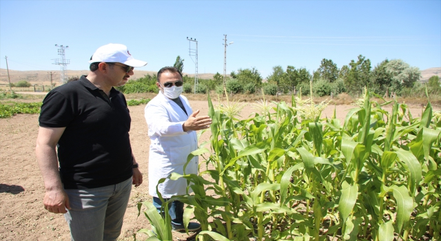 Sivas’ta ekimi yapılan kenevir bitkisi, kentte işlenerek sanayiye kazandırılacak